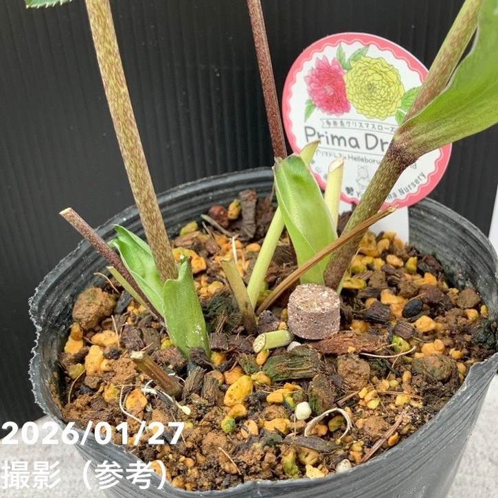 一点物】横山園芸 クリスマスローズ プリマドレス 4.5号（YK1）｜山野