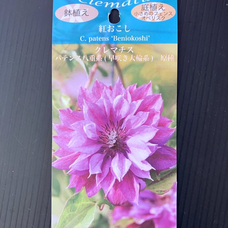 クレマチス パテンス八重系（早咲き大輪系）原種 紅おこし 4号｜草花04