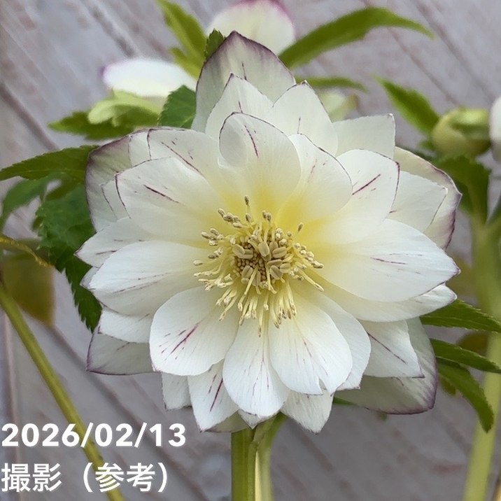 一点物】広瀬園芸 クリスマスローズ 4.5号（HR23）｜山野04-PA | 草花