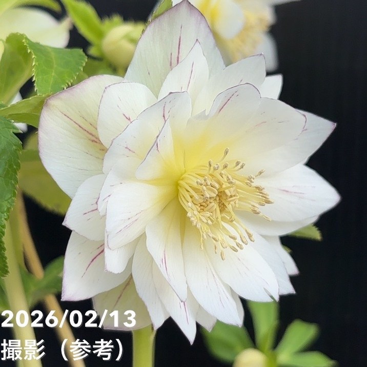 一点物】広瀬園芸 クリスマスローズ 4.5号（HR23）｜山野04-PA | 草花