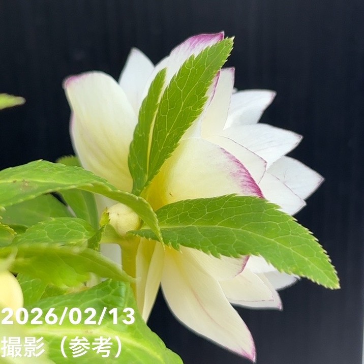 一点物】広瀬園芸 クリスマスローズ 4.5号（HR23）｜山野04-PA | 草花