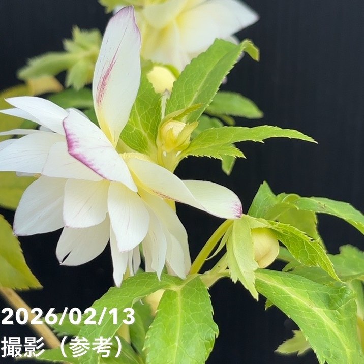 一点物】広瀬園芸 クリスマスローズ 4.5号（HR23）｜山野04-PA | 草花