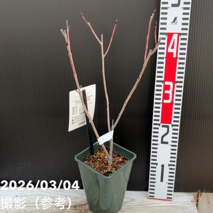 チョークベリー ネロ 4号｜果樹04-PA | 果樹,[珍しい果樹] | 赤塚