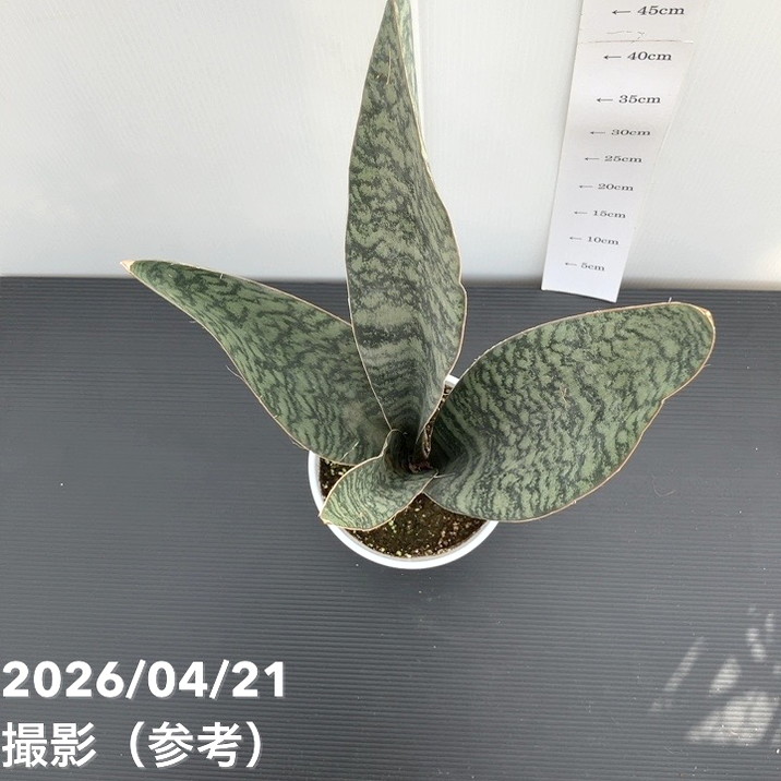 サンスベリア 6号 アブリティアナ 陶器鉢｜観葉02-D2 | 観葉・多肉