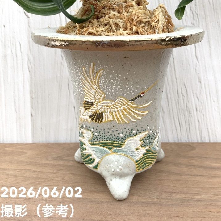 現品お届け】豊明園 万年青 オモト 鶴の舞（つるのまい） 錦鉢（O77