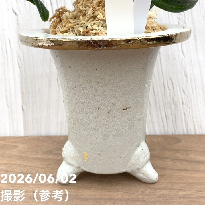 現品お届け】豊明園 万年青 オモト 鶴の舞（つるのまい） 錦鉢（O77