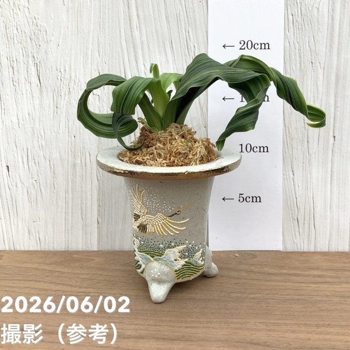 現品お届け】豊明園 万年青 オモト 鶴の舞（つるのまい） 錦鉢（O77