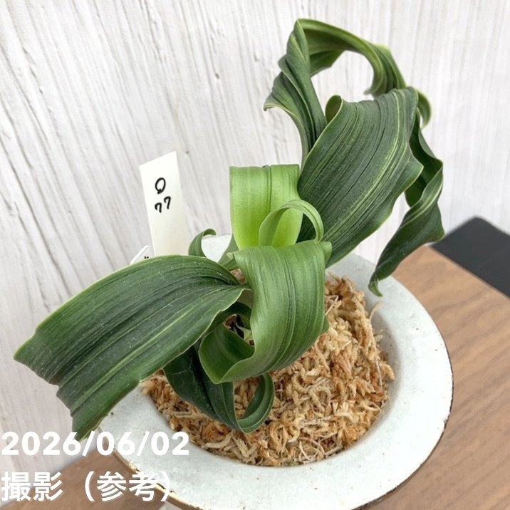 現品お届け】豊明園 万年青 オモト 鶴の舞（つるのまい） 錦鉢（O77