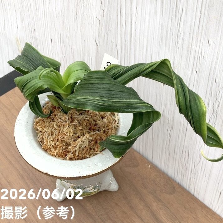 現品お届け】豊明園 万年青 オモト 鶴の舞（つるのまい） 錦鉢（O77