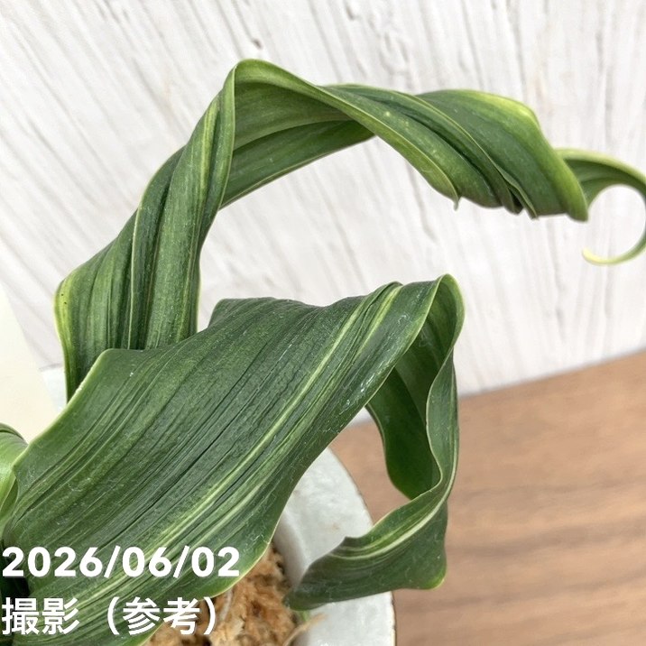 現品お届け】豊明園 万年青 オモト 鶴の舞（つるのまい） 錦鉢（O77