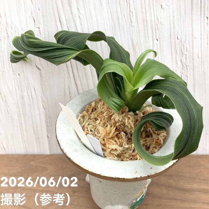 万年青　おもと　鶴の舞 現品お届け】豊明園 万年青 オモト 鶴の舞（つるのまい） 錦鉢（O77