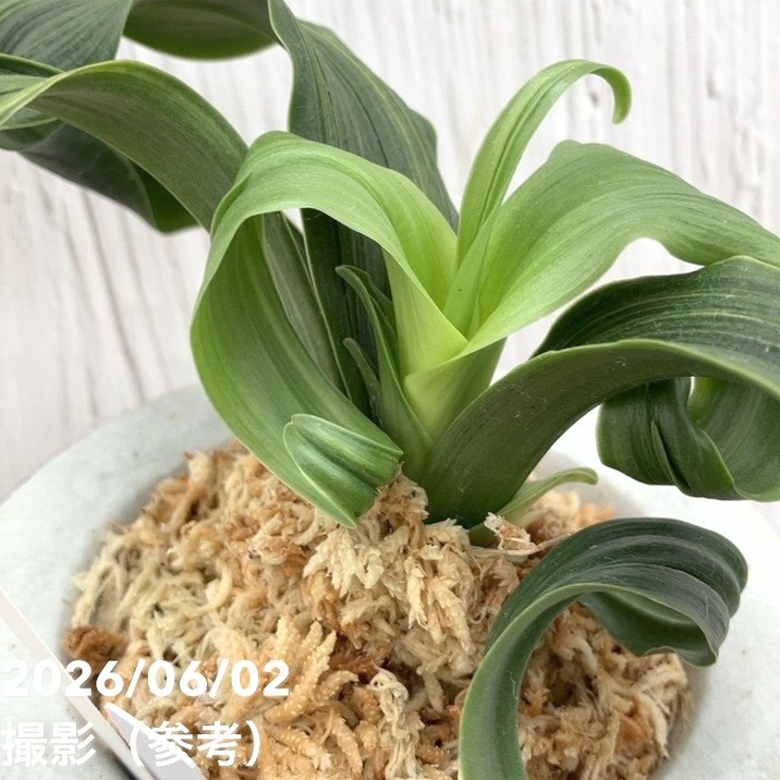 現品お届け】豊明園 万年青 オモト 鶴の舞（つるのまい） 錦鉢（O77