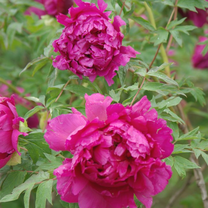 塚本　吉廣　牡丹 金襴生地販売 牡丹華文 (赤)柄の和柄生地通販なら都香庵