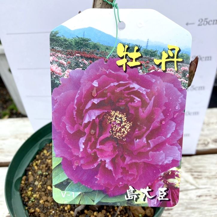 牡丹 6号 島大臣｜花木04-PA | 花木・庭木 | 赤塚植物園