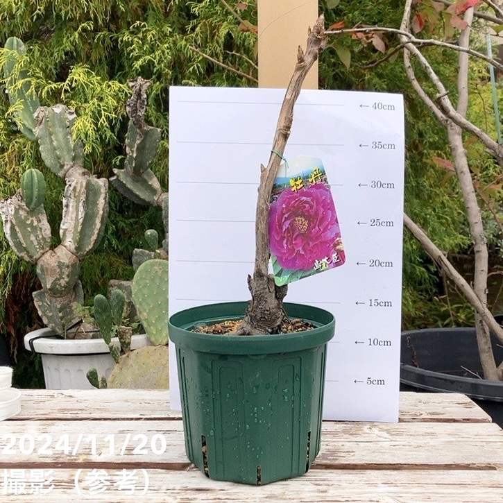 塚本　吉廣　牡丹 金襴生地販売 牡丹華文 (赤)柄の和柄生地通販なら都香庵