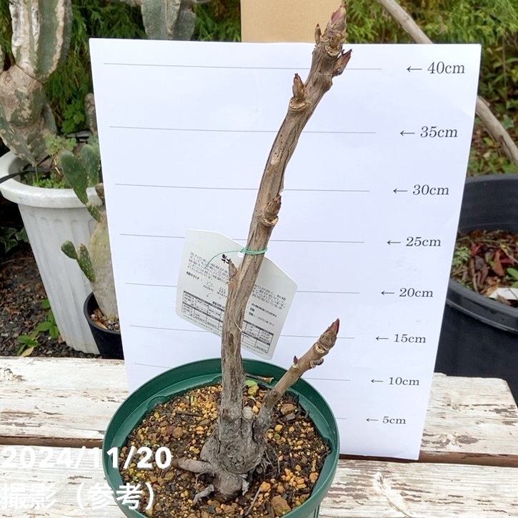 塚本　吉廣　牡丹 金襴生地販売 牡丹華文 (赤)柄の和柄生地通販なら都香庵