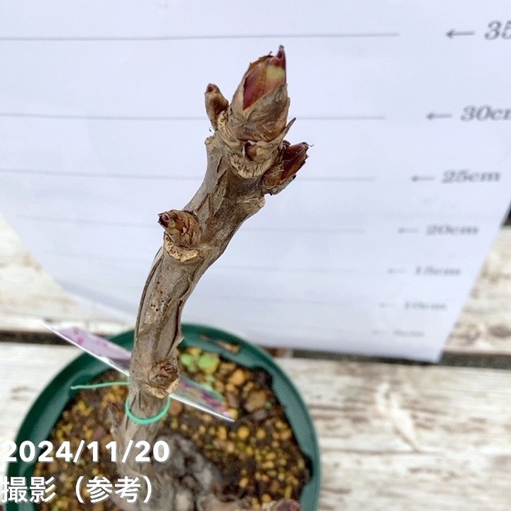 塚本　吉廣　牡丹 金襴生地通販 牡丹鳳凰柄の和風生地販売なら都香庵