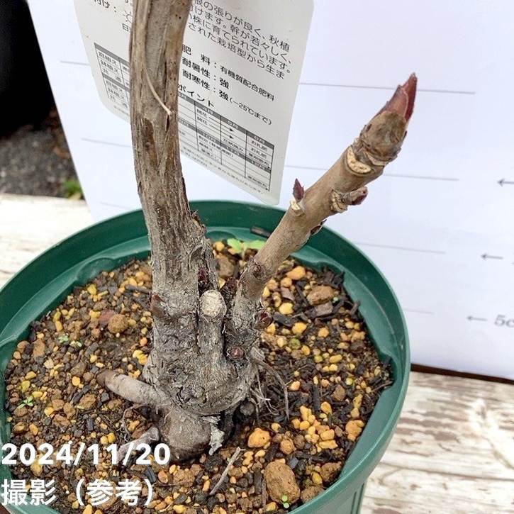 牡丹 6号 島大臣｜花木04-PA | 花木・庭木 | 赤塚植物園