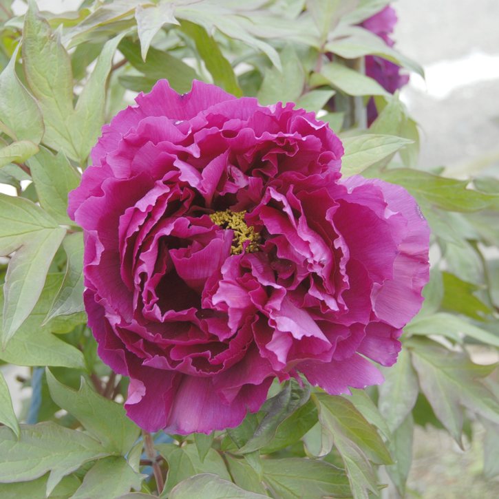 塚本　吉廣　牡丹 金襴生地販売 牡丹華文 (赤)柄の和柄生地通販なら都香庵