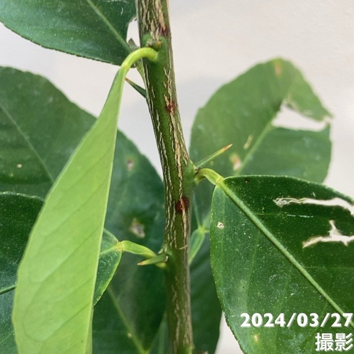 レモン スイートレモネード 4号ロングポット 1年生|柑橘|果樹04-PA