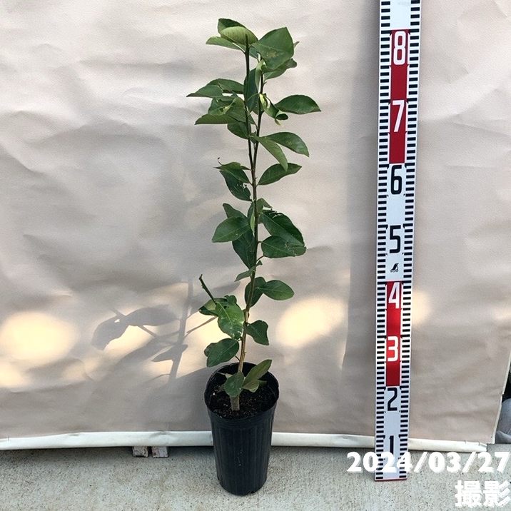 レモン スイートレモネード 4号ロングポット 1年生|柑橘|果樹04-PA