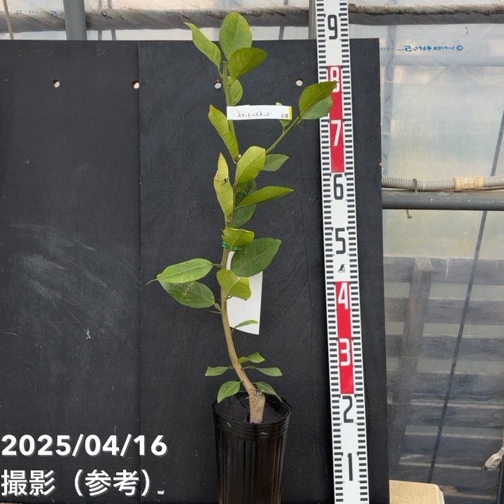 レモン スイートレモネード 4号ロングポット 1年生|柑橘|果樹04-PA