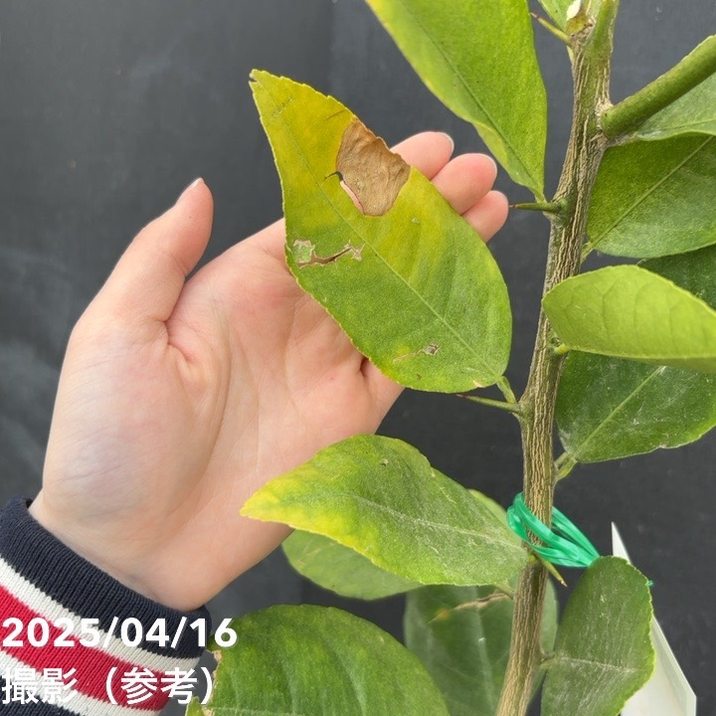 レモン スイートレモネード 4号ロングポット 1年生|柑橘|果樹04-PA