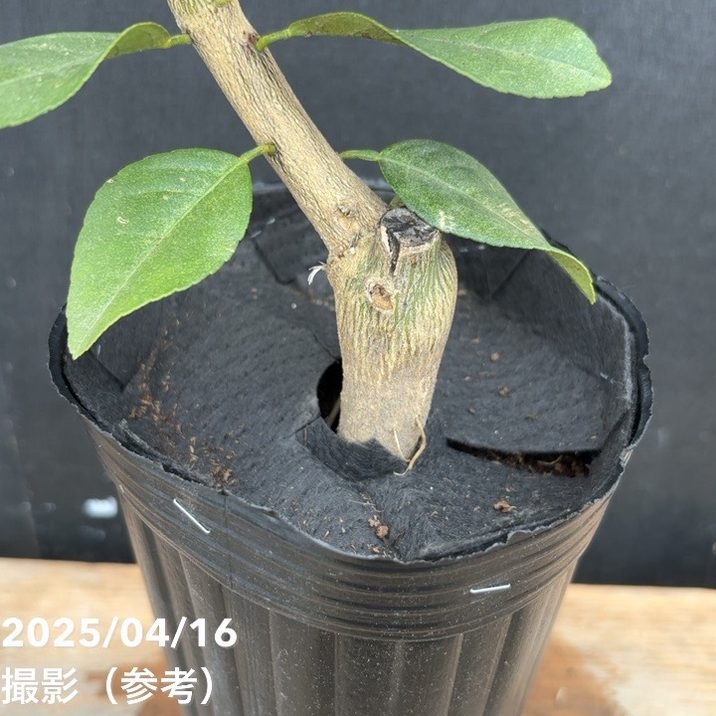 【現品】アップルマンゴー　アーウィン　マンゴーの木　8号　Ｍ98番 現品】アップルマンゴー アーウィン マンゴーの木 8号 M98番