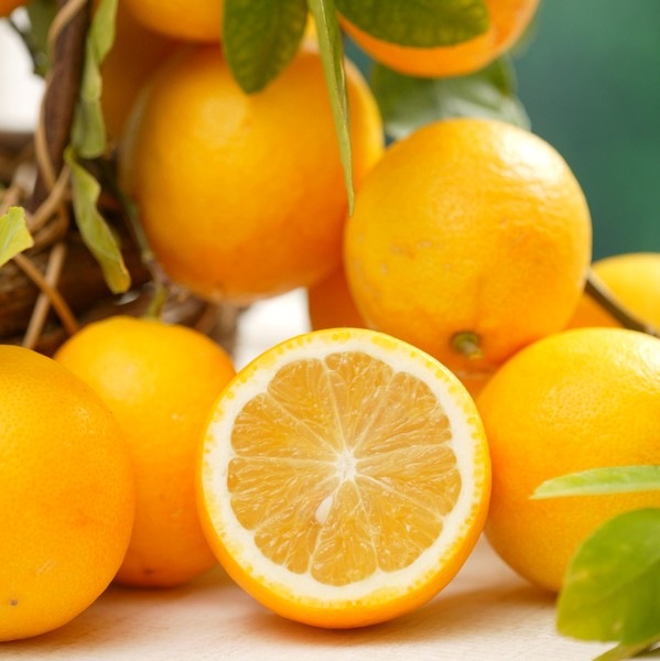 無農薬 レモン✳︎ スイートレモネード ✳︎ レモネードレモン 実 gwtcs7 レモン スイートレモネード 4号ロングポット 1年生｜柑橘｜果樹04-PA