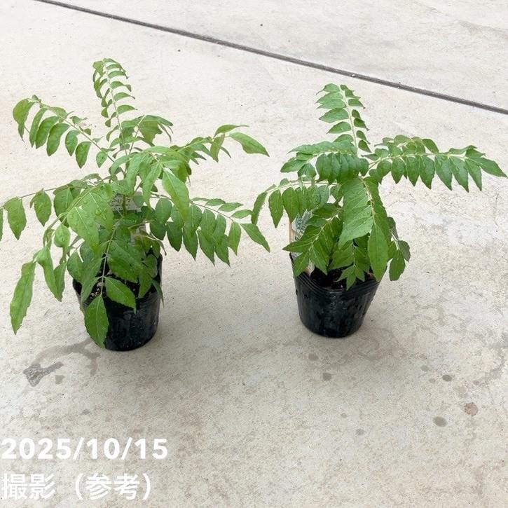 カレーの木（苗）カレーリーフ 3号×2鉢セット｜草花10-TU | 草花