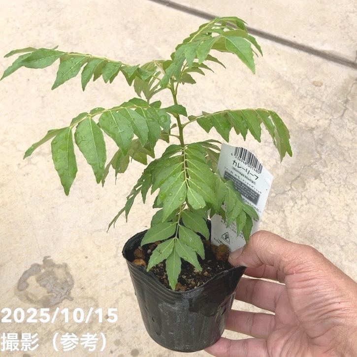 カレーリーフ苗　実付き カレーの木（苗）カレーリーフ 3号×2鉢セット｜草花10-TU | 草花