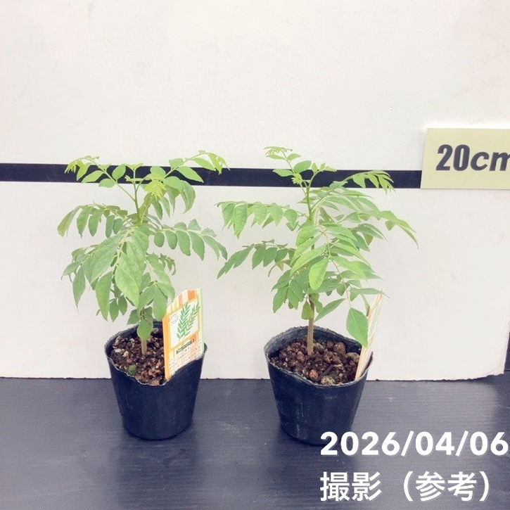 カレーの木（苗）カレーリーフ 3号×2鉢セット｜草花10-TU | 草花