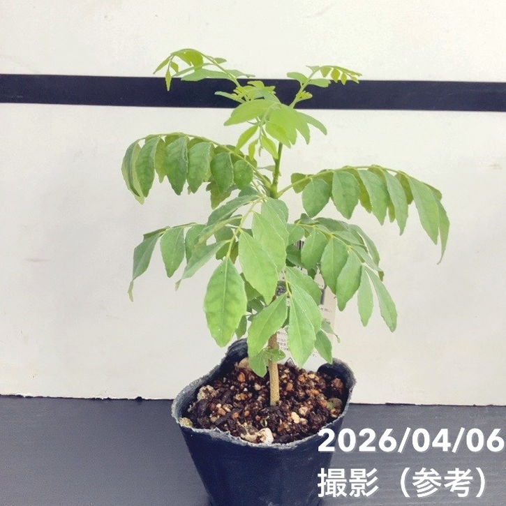 65周年記念セール】カレーの木（苗）カレーリーフ 3号×2鉢セット｜草花