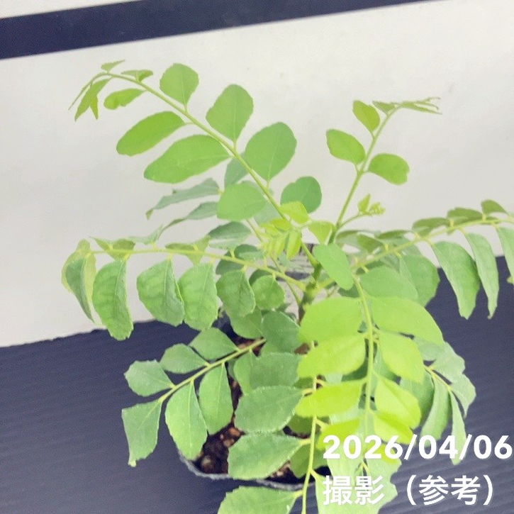 65周年記念セール】カレーの木（苗）カレーリーフ 3号×2鉢セット｜草花