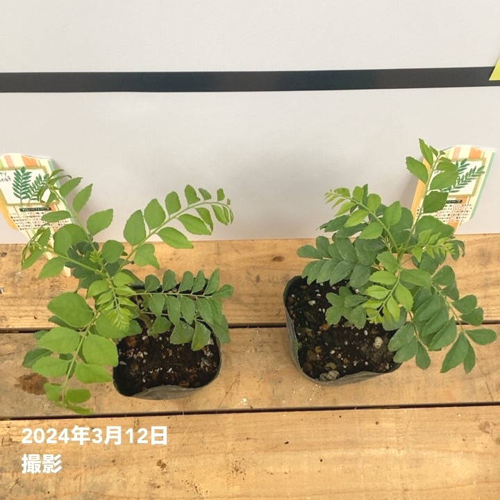 カレーの木（苗）カレーリーフ 3号×2鉢セット｜草花10-TU | 草花