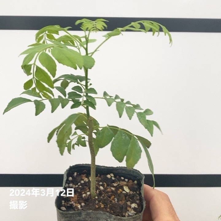 カレーの木（苗）カレーリーフ 3号×2鉢セット｜草花10-TU | 草花