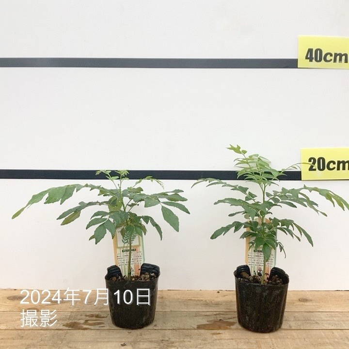 カレーリーフ 苗木24個 楽天市場】カレーリーフ 苗 3号ポット 【24苗セット】 ミカン科