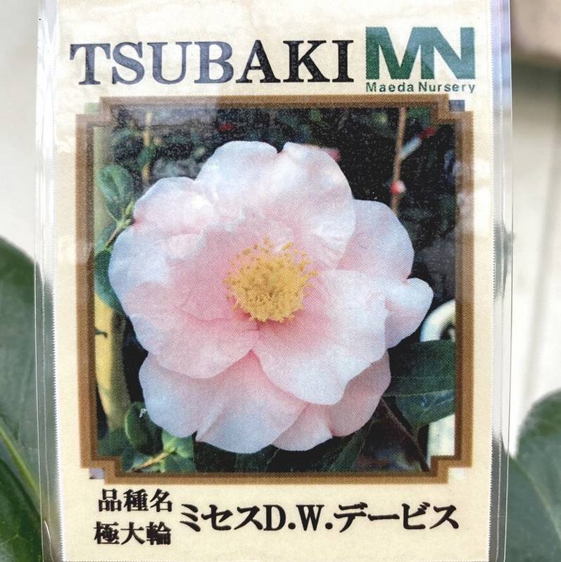 椿 ツバキ 4号 ミセスD.W.デービス［こだわりの前田ナーセリー苗