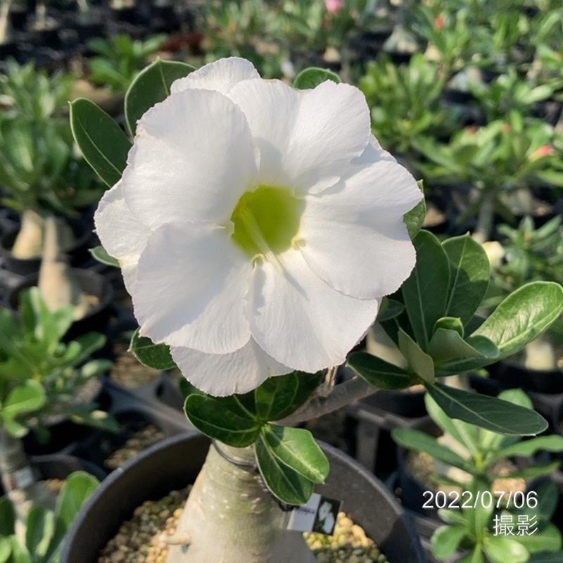 アデニウム オベスム Khao Sap Charoen 4号 1 花木 庭木 アデニウム 赤塚植物園オンライン 花の音