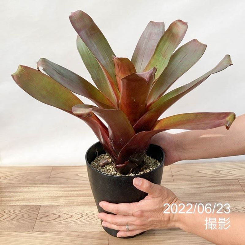 アルカンタレア インペリアリス 'ルブラ' Alcantarea imperialis ...