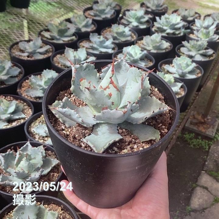 アガベ 5号 イスメンシス 兜蟹 カブトガニ｜観葉01-D1 | 観葉