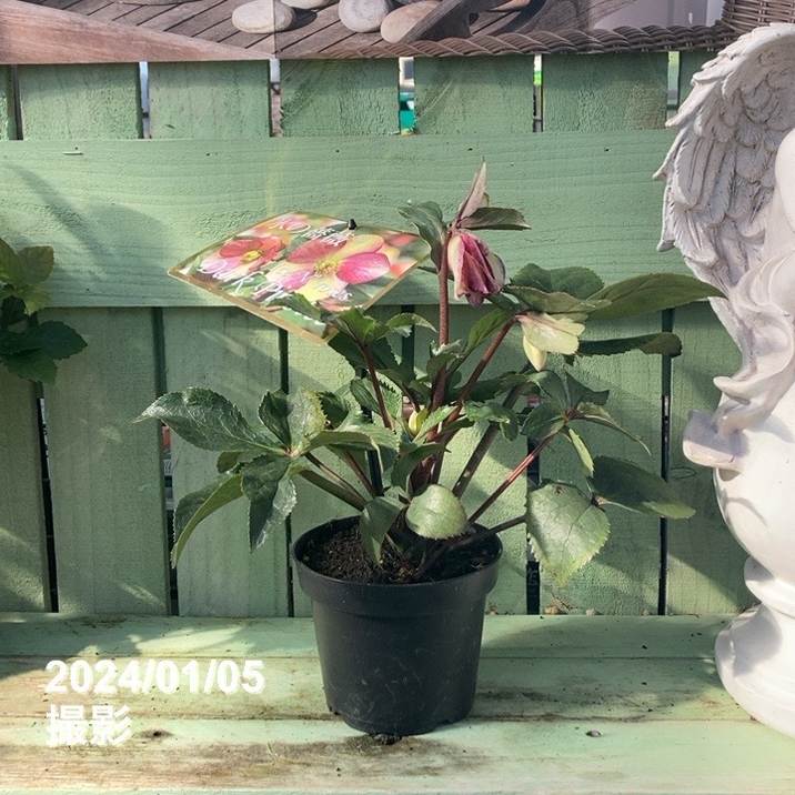 クリスマスローズ 氷の薔薇 4.5号 ダークピコティー｜山野04-PA | 草花