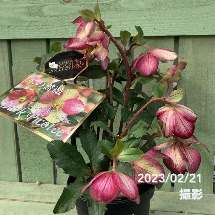 クリスマスローズ 氷の薔薇 4.5号 ダークピコティー｜山野04-PA | 草花