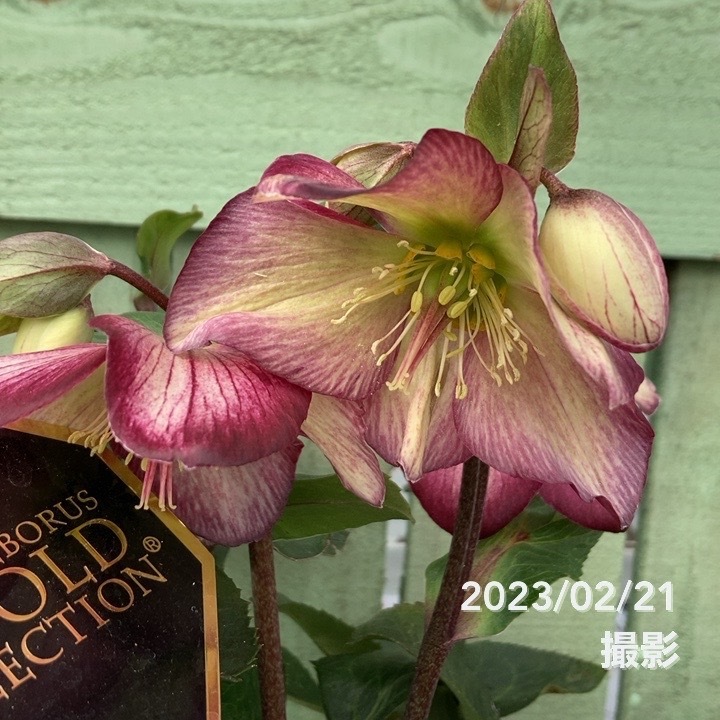 クリスマスローズ 氷の薔薇 4.5号 ダークピコティー｜山野04-PA