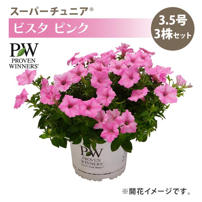 PW スーパーチュニア ビスタ ピンク 3.5号×3株セット｜草花04-PA