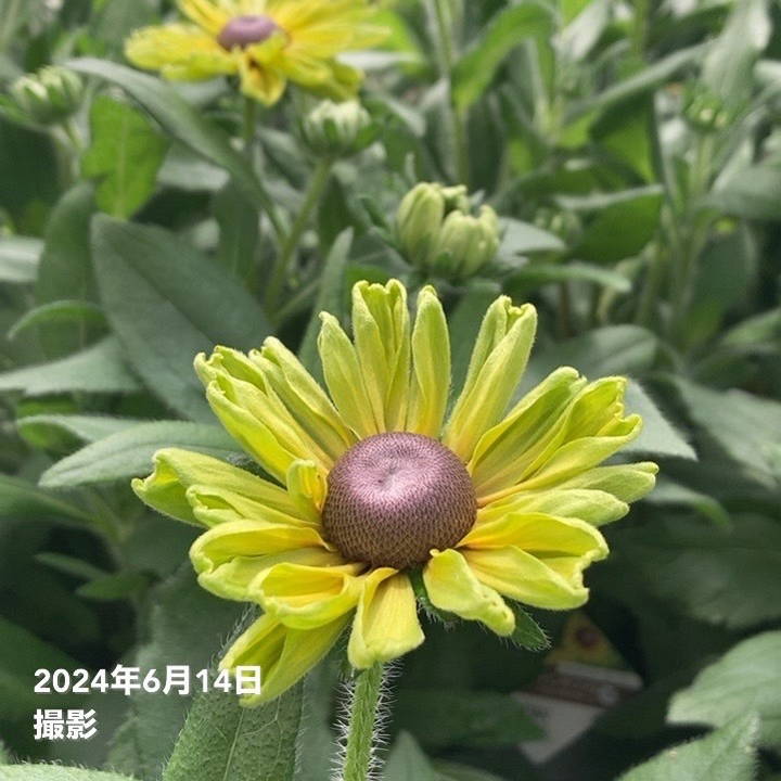 PW ルドベキア アーバンサファリ フォレストグリーン 3.5号×2株セット