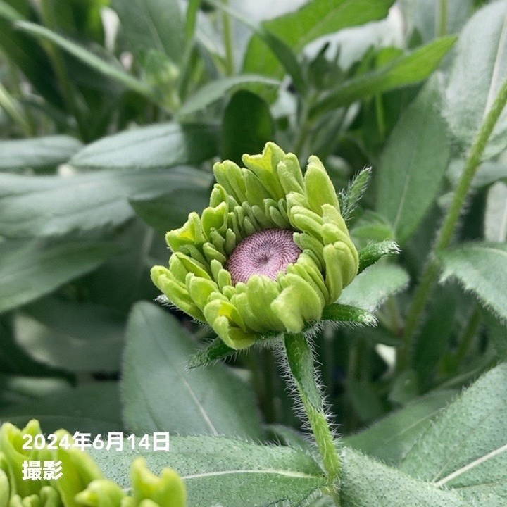 PW ルドベキア アーバンサファリ フォレストグリーン 3.5号×2株セット