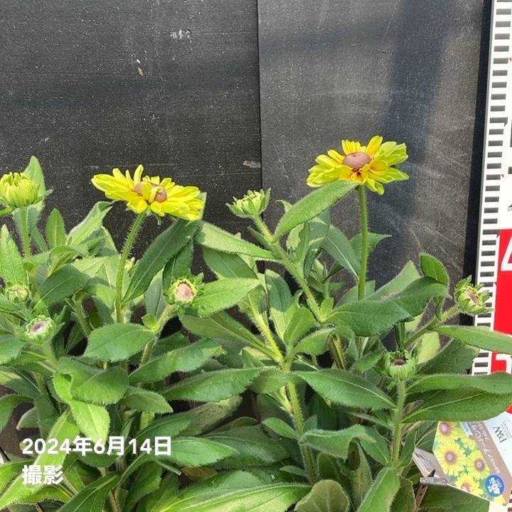 【専用】ルドベキア　アーバンサファリ　フォレストグリーン　②プラ鉢、その他 PW ルドベキア アーバンサファリ フォレストグリーン 3.5号×2株