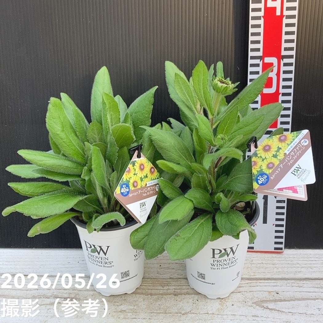 PW ルドベキア アーバンサファリ フォレストグリーン 3.5号×2株セット