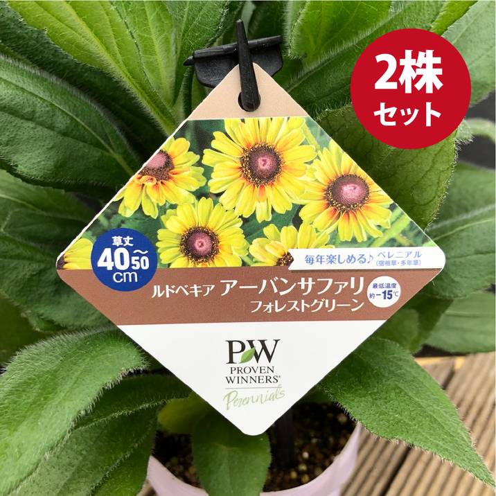 PW ルドベキア アーバンサファリ フォレストグリーン 3.5号×2株